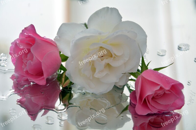 Icebergs White And Pink Pedals Fragrant Free Photos