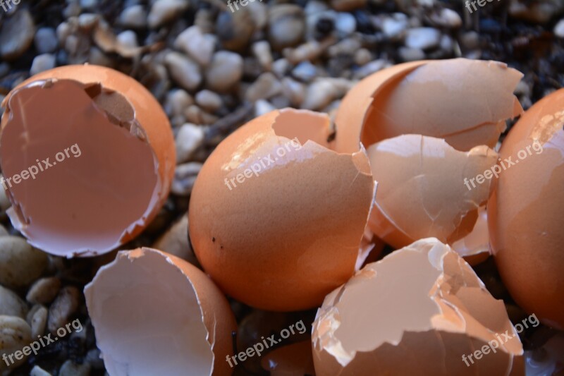 Egg Shells Broken Calcium Free Photos