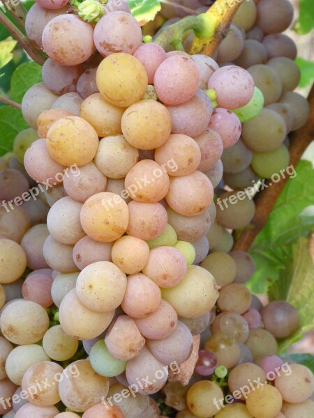 Grapes Vineyard White Wine Pinot Gris Fruit