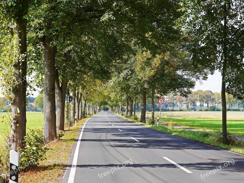 Road Avenue Münsterland Germany Frühherbst