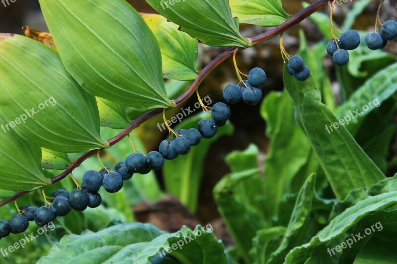 Berry Blue Plant Fruits Bush