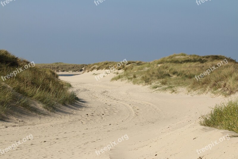 Dunes Plants Nature Green Netherlands