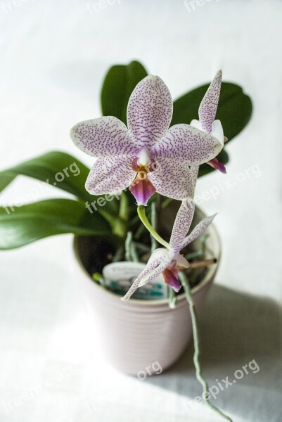 Orchid At Home Potted Plant Plant Interior Design