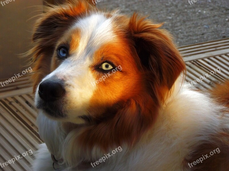 Border Collie Dog Portrait Cute Canine