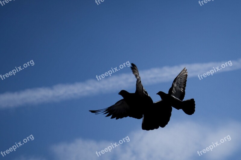 Dove Bird Flying Freedom Peace