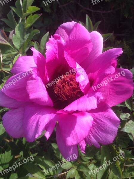 Peony Flower Pink Free Photos