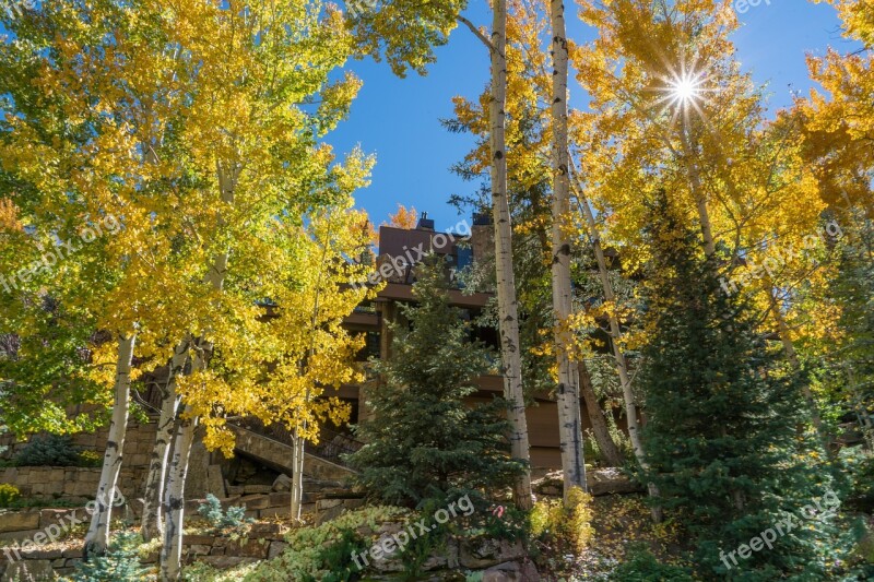 Vail Colorado Foliage Nature Usa