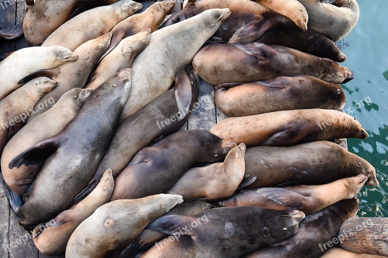 Sea Lions Sleep Snuggle Free Photos