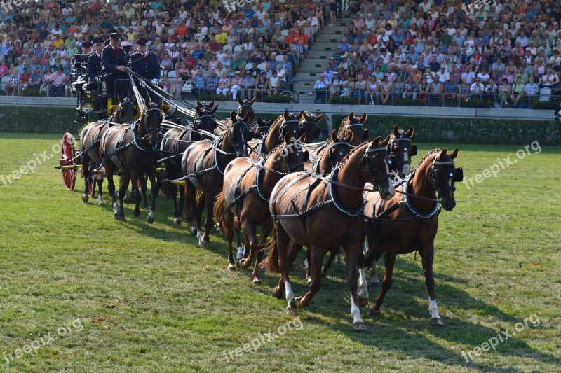 Mares Coach Carriage Stallion Parade Neustadt Dosse