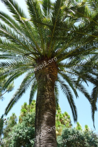 Palma Holidays Palm Trees Holiday Spain