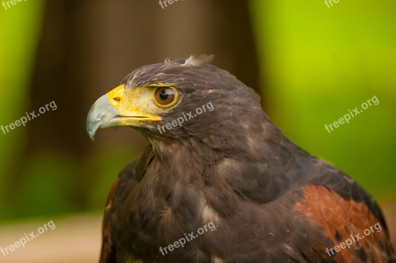 Raptor Steyrling Fountain Valley Kerbl Free Photos