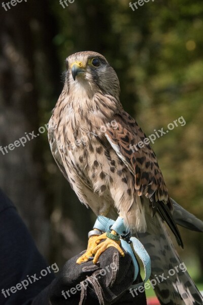 Kestrel Fountain Valley Kerbl Steyrling Free Photos