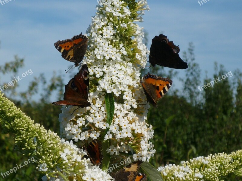 Butterfly Animals Insect Nature Buddleja Davidii