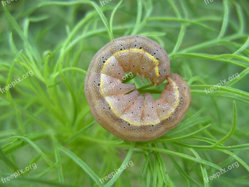 Caterpillar Nature Butterfly Animal Forest