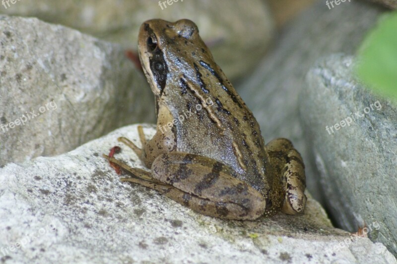 Frog Nature Amphibians Frogs Garden