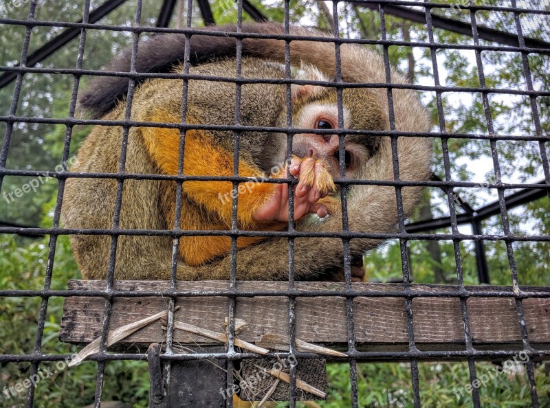 Zoo Monkey Animal Cage Toque