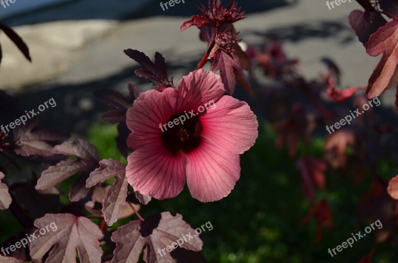 Jamaica Flower Plant Nature Free Photos