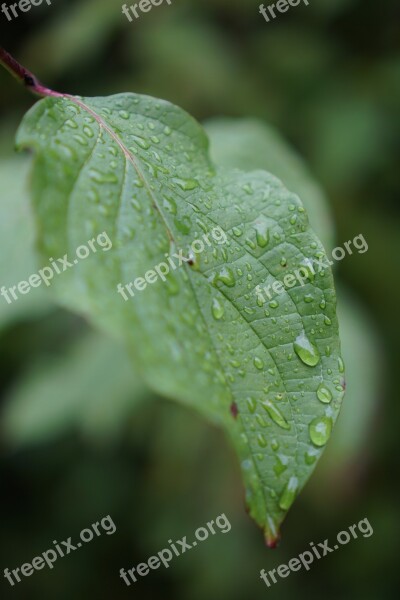 Leaf Water Drip Rain Sheet In The Water