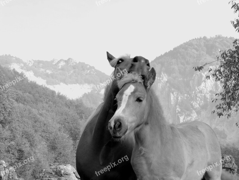 Tenderness Horse Mom Foal Son