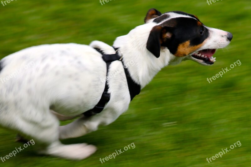 Jack Russell Terrier Dog Running Dog Terrier Free Photos