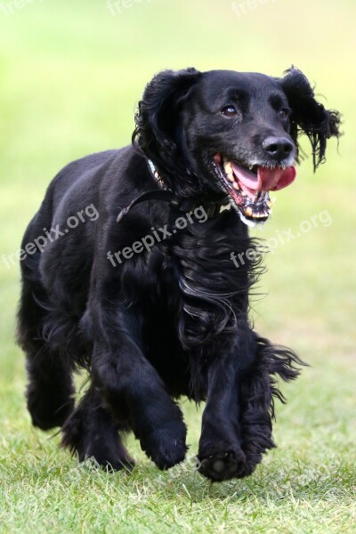 Cocker Spaniel Happy Dog Spaniel Dog Pet