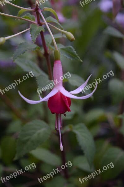 Fuchsia Blossom Pink Flower Bloom