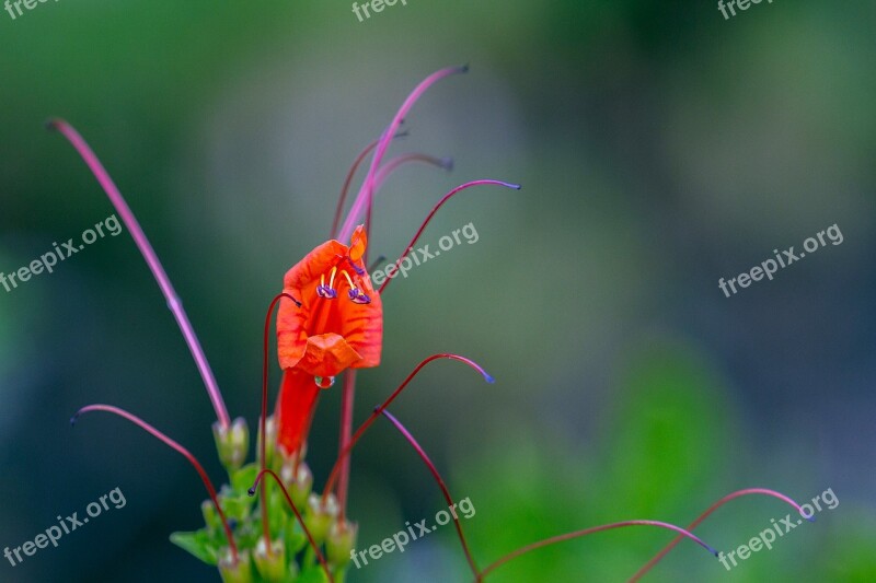 Flower Delegate Outdoors Botanical Gardens Mildura