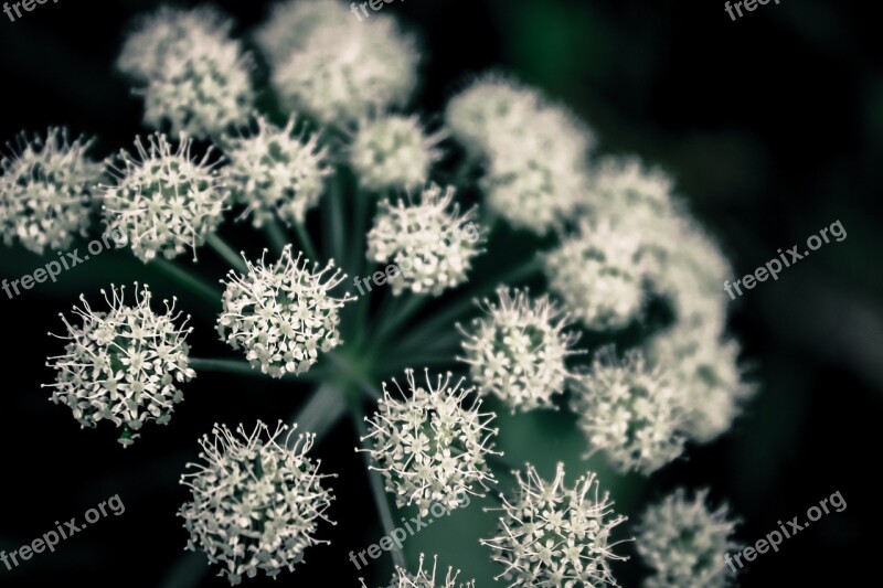 Chervil Plant Contrast Green Nature