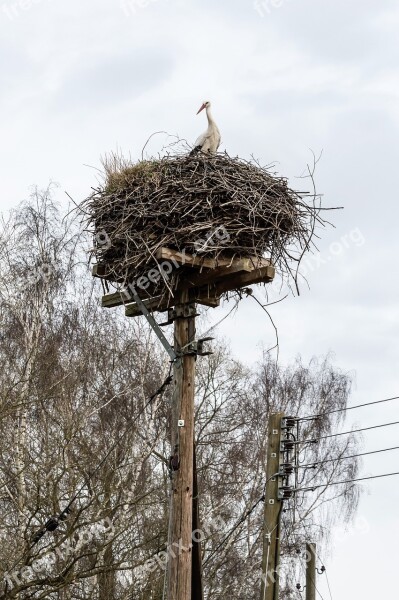 Rattle Stork Nest Stork Mast Bird