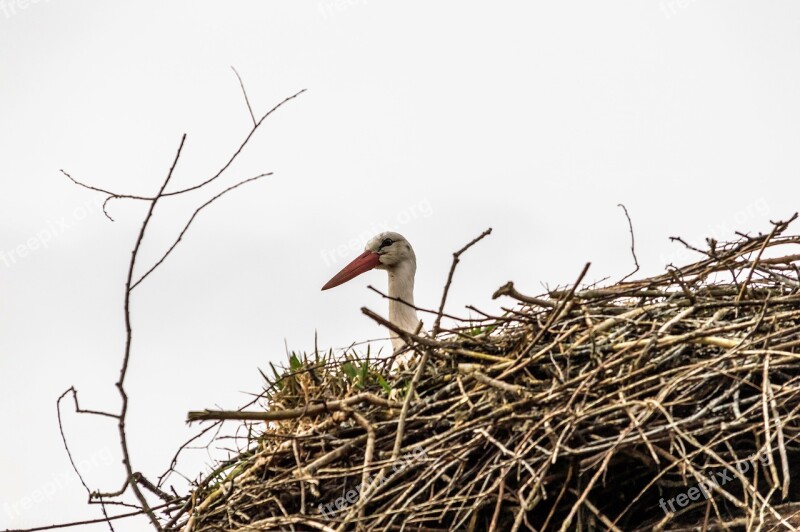 Rattle Stork Nest Stork Mast Bird