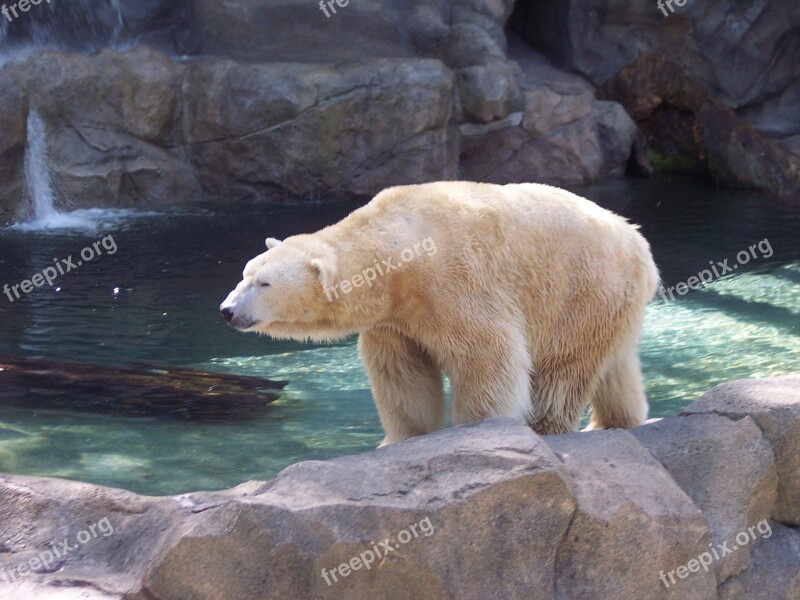 Polar Bear Polar Bear Arctic Animal