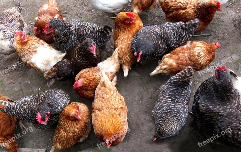 Chicken Coop Feed Time Birds Free Photos