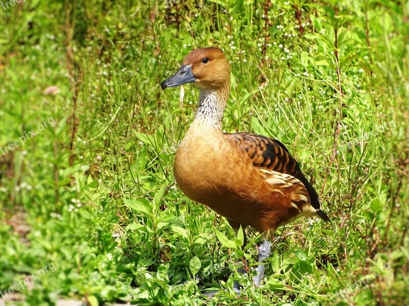 Duck Animal Nature Bird Wild