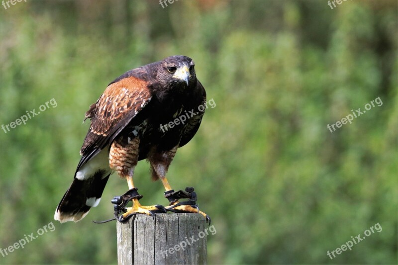 Harris Hawk Hawk Harris Bird Predator