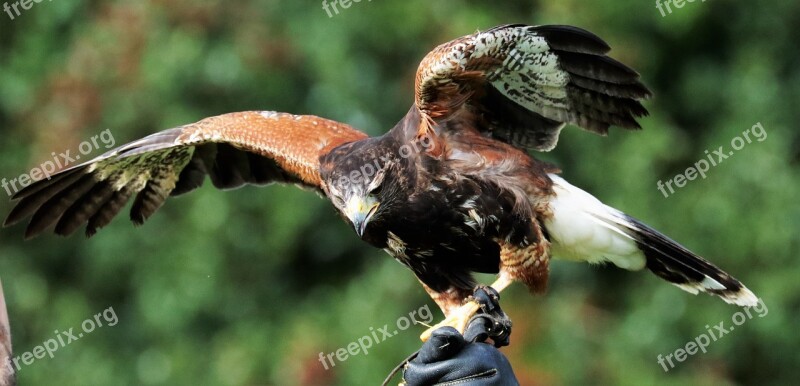 Harris Hawk Hawk Harris Bird Predator