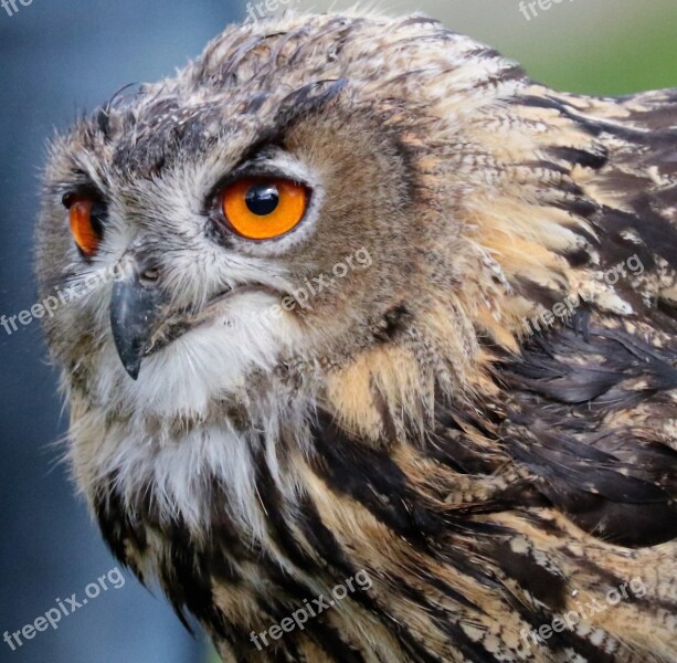 Eagle Owl Owl Bird Animal Wildlife