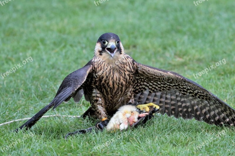 Falcon Bird Beak Predator Nature