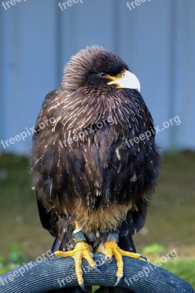 Caracará Bird Of Prey Bird Animal Wildlife