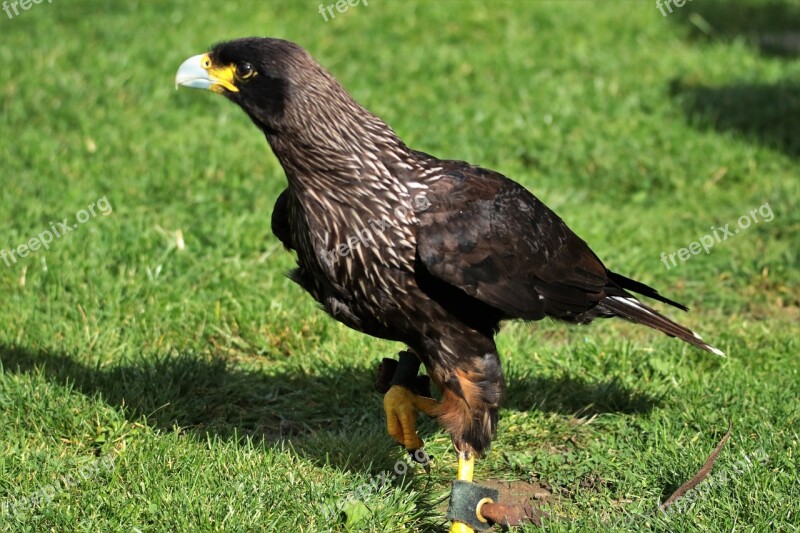 Caracará Bird Of Prey Bird Animal Wildlife