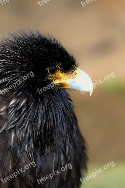 Caracará Bird Of Prey Bird Animal Wildlife