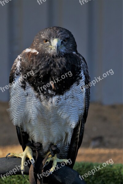 Chilean Blue Eagle Eagle Chilean Bird Blue