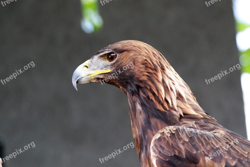 Golden Eagle Eagle Golden Bird Animal