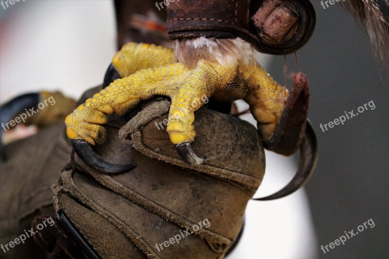 Golden Eagle Talon Eagle Bird Raptor