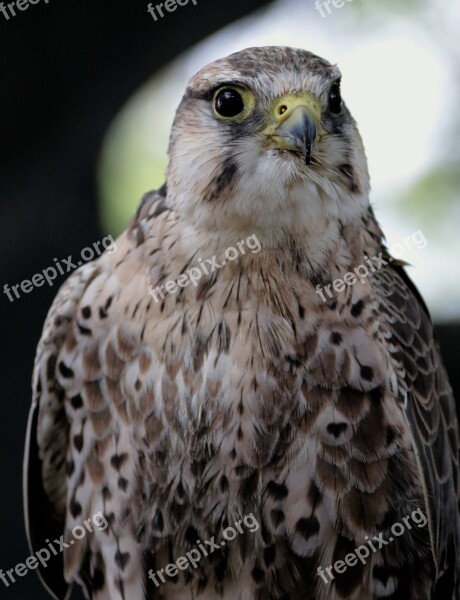 Lanner Falcon Bird Predator Raptor