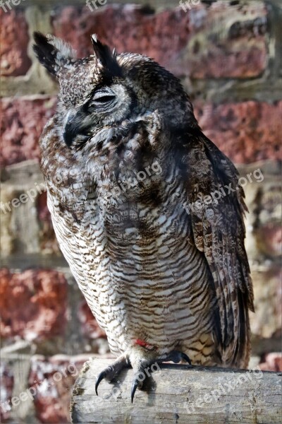 Eagle Owl Owl Lesser Horned Bird Wildlife