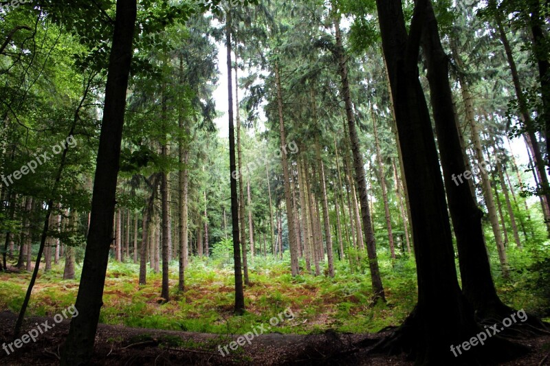 Forest Trees Nature Landscape Branch Branches