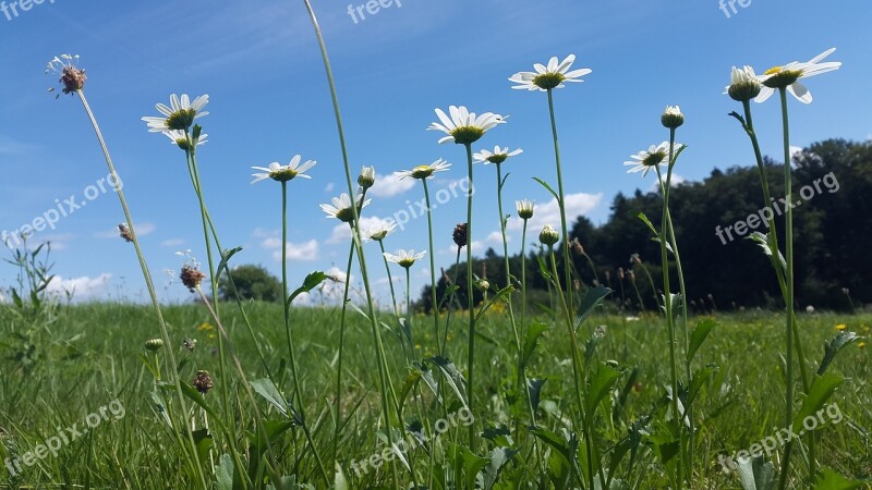 Meadow Summer Meadow Nature Flower Meadow Summer