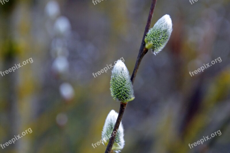 Willow Salix Gems Gemma Buds