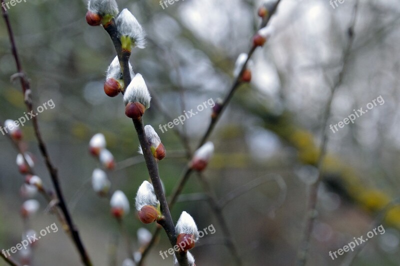 Willow Salix Gems Gemma Buds