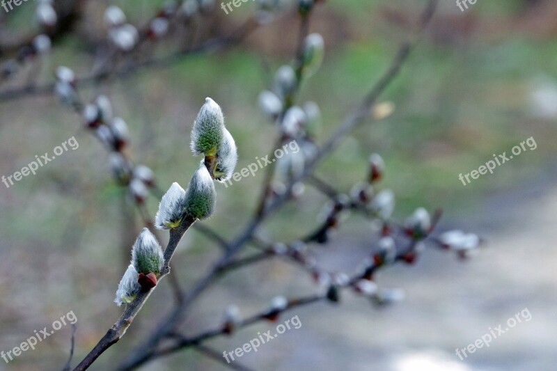 Willow Salix Gems Gemma Buds